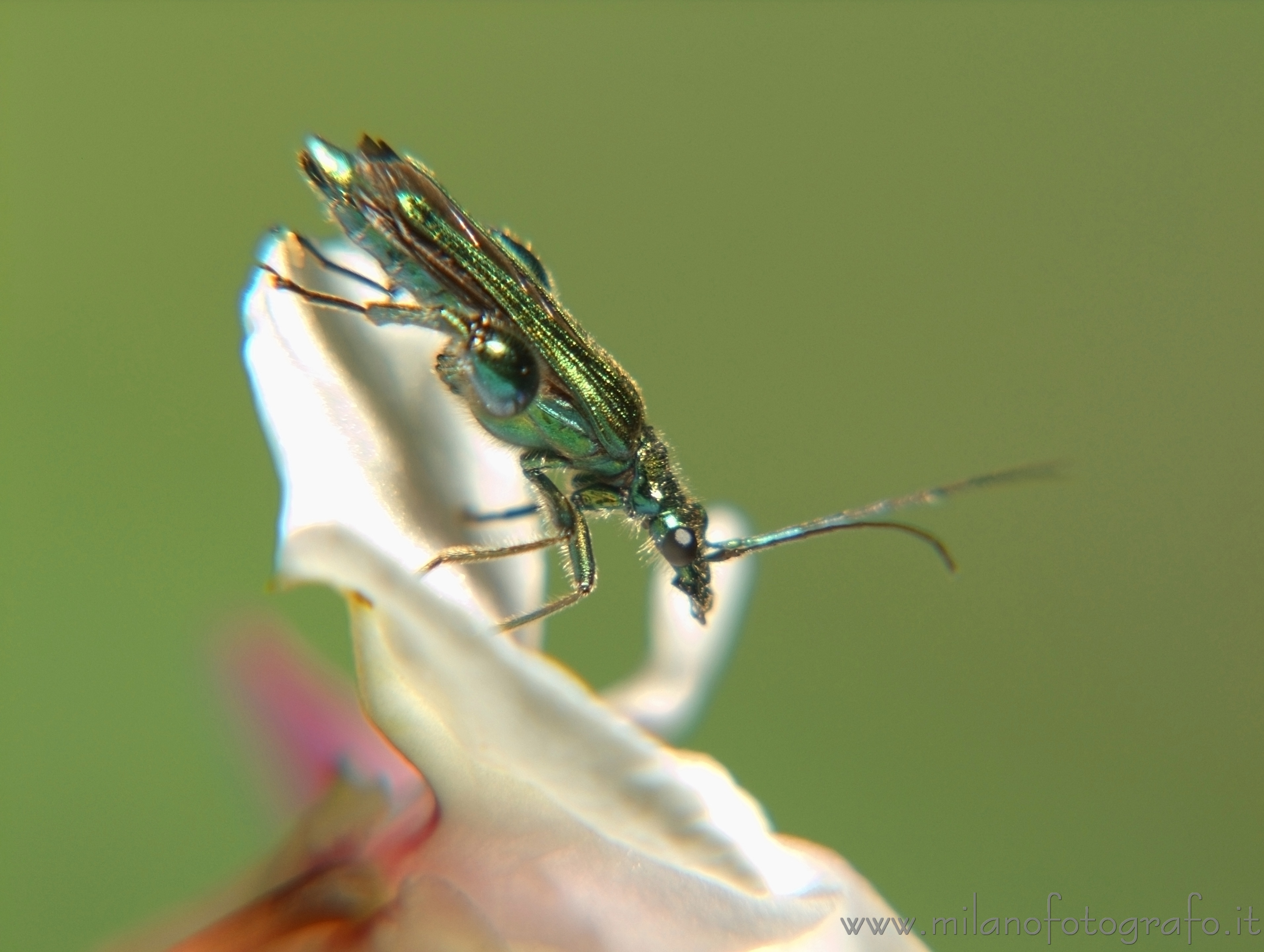 Cadrezzate (Varese, Italy) - Oedemera nobilis from the side